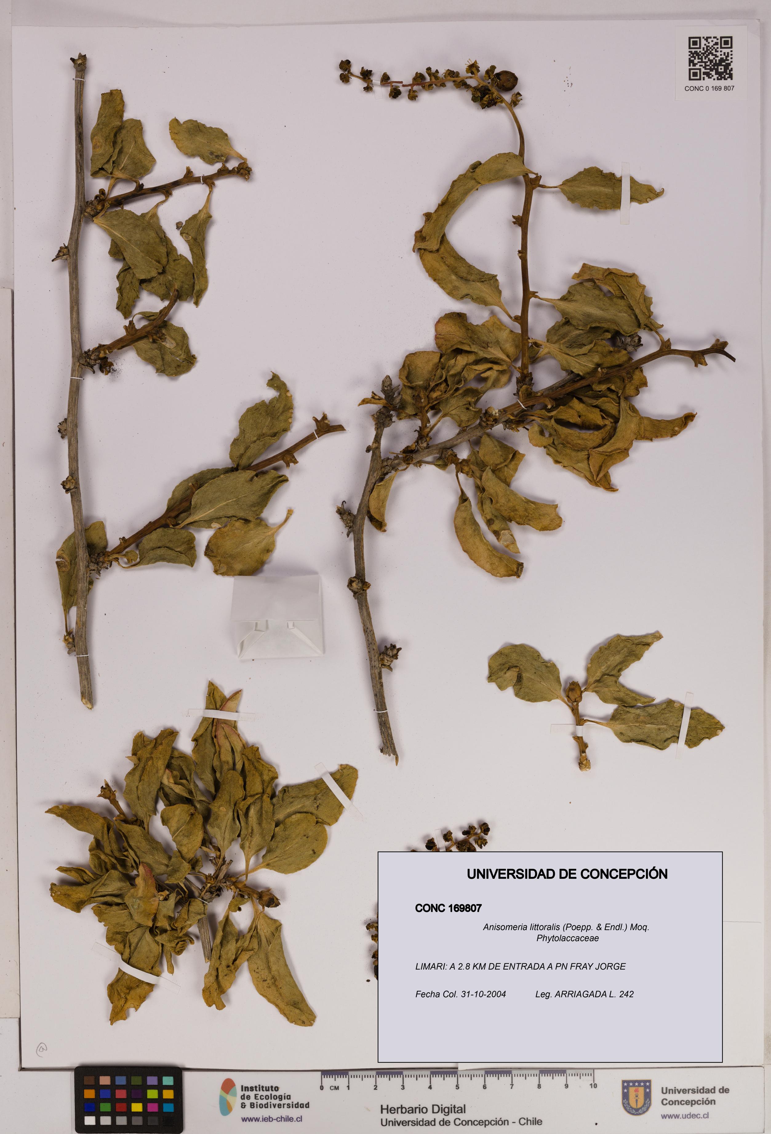 Anisomeria littoralis [Espécimen: UDEC:CONC:0169807]