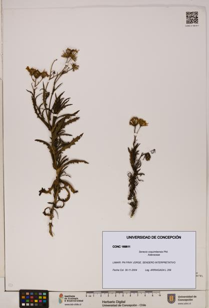 Senecio coquimbensis [Espécimen: UDEC:CONC:0169811]