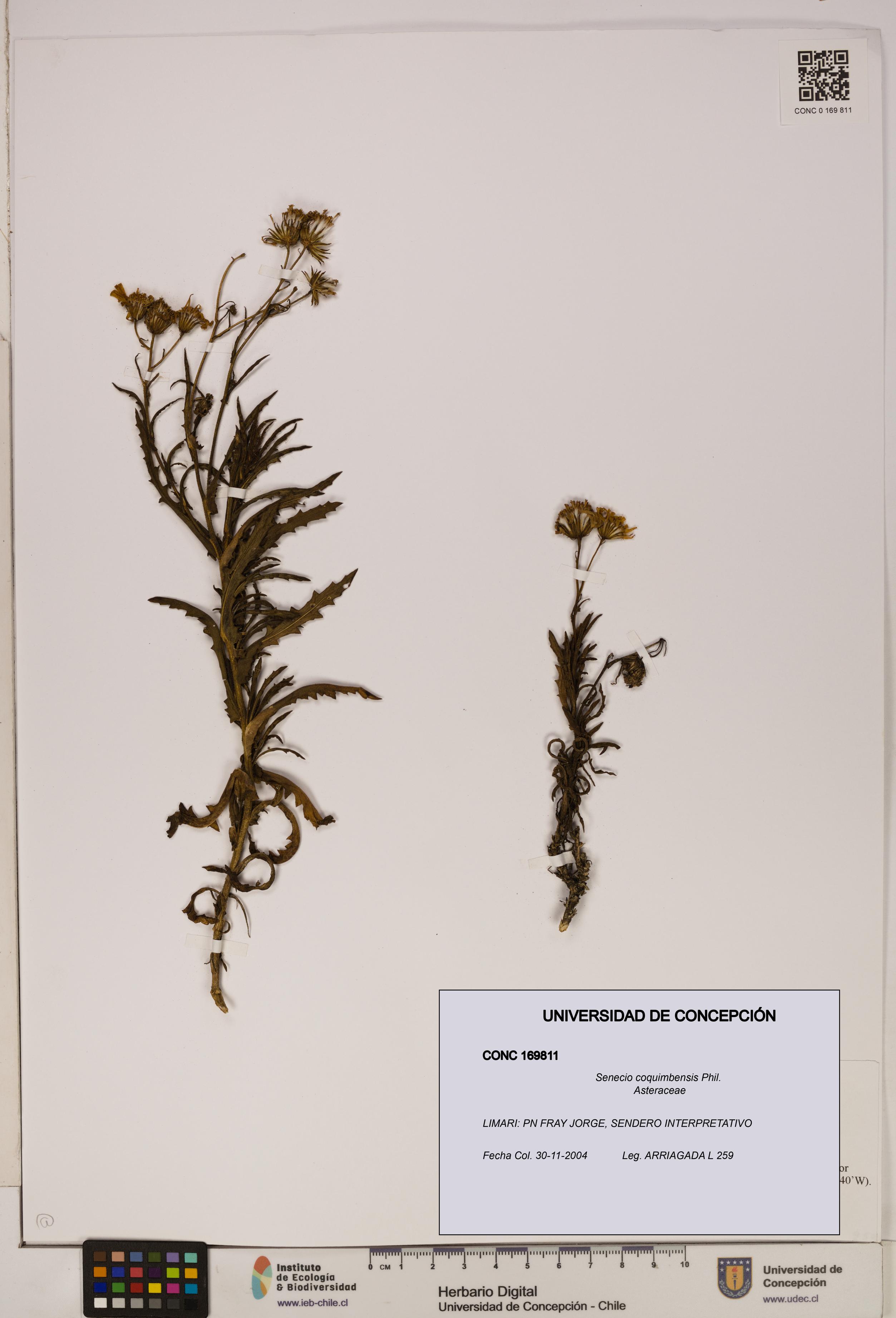 Senecio coquimbensis [Espécimen: UDEC:CONC:0169811]