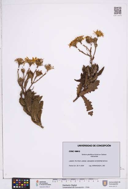 Senecio planiflorus [Espécimen: ]