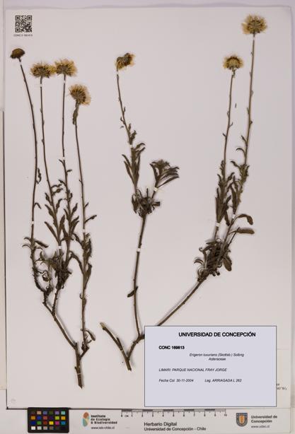 Erigeron luxurians [Espécimen: UDEC:CONC:0169813]