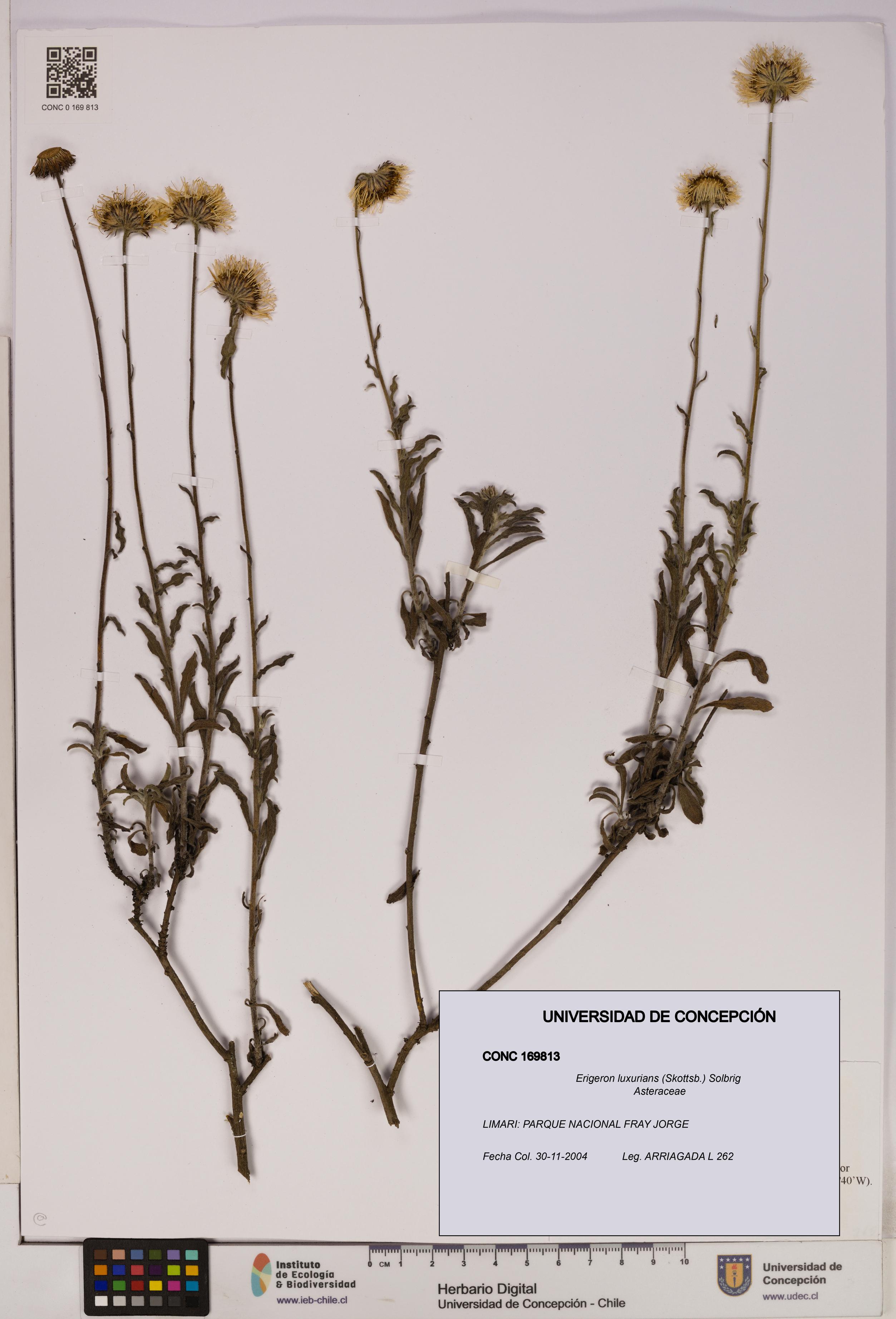 Erigeron luxurians [Espécimen: UDEC:CONC:0169813]