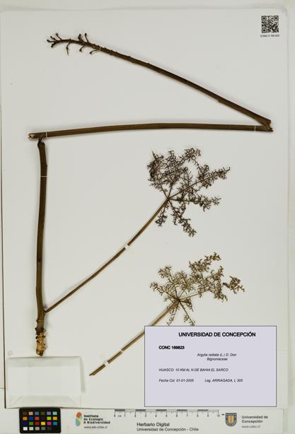 Argylia radiata [Espécimen: UDEC:CONC:0169823]