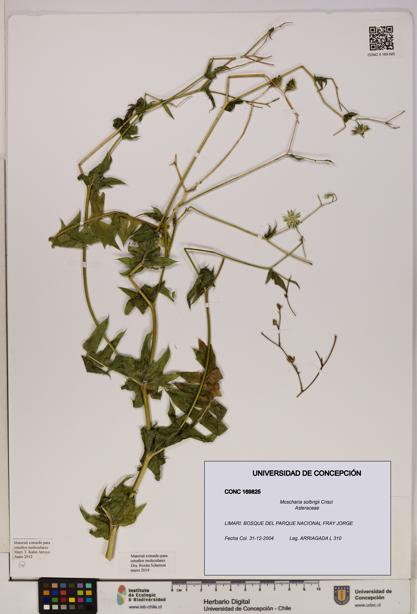 Moscharia solbrigii [Espécimen: UDEC:CONC:0169825]