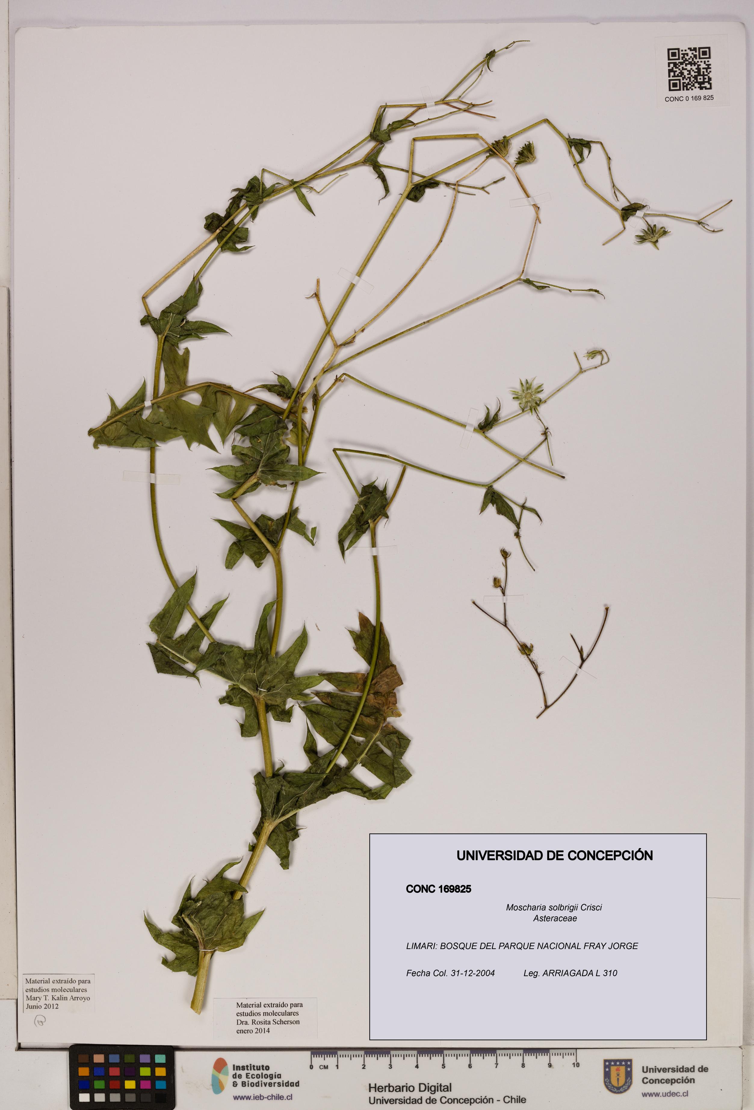 Moscharia solbrigii [Espécimen: UDEC:CONC:0169825]