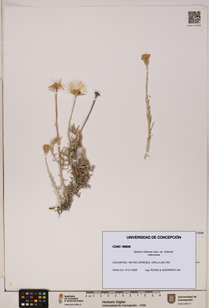 Senecio chilensis var. chilensis [Espécimen: UDEC:CONC:0169835]