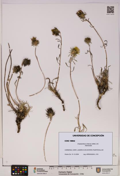 Chaetanthera chilensis [Espécimen: UDEC:CONC:0169842]