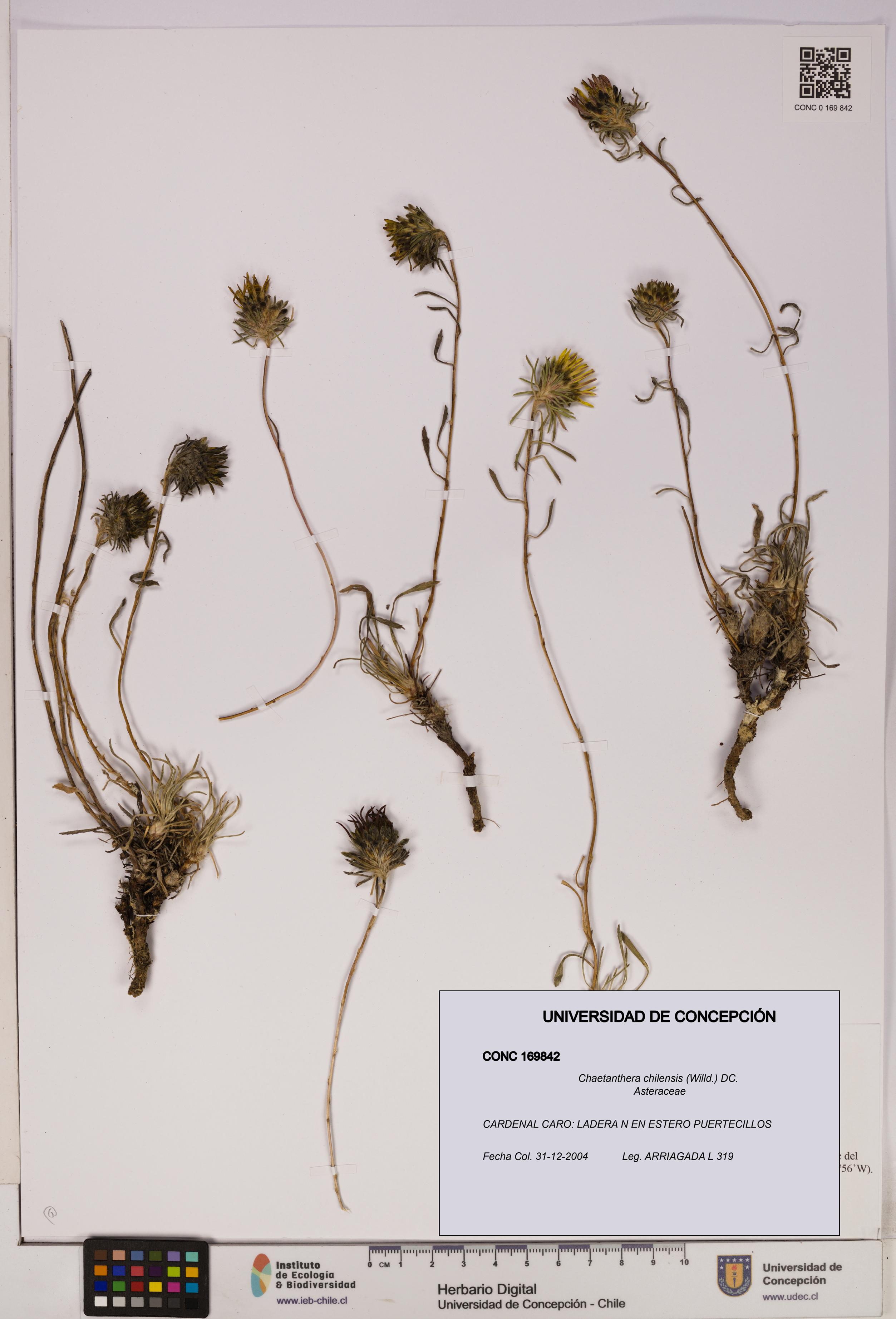 Chaetanthera chilensis [Espécimen: UDEC:CONC:0169842]