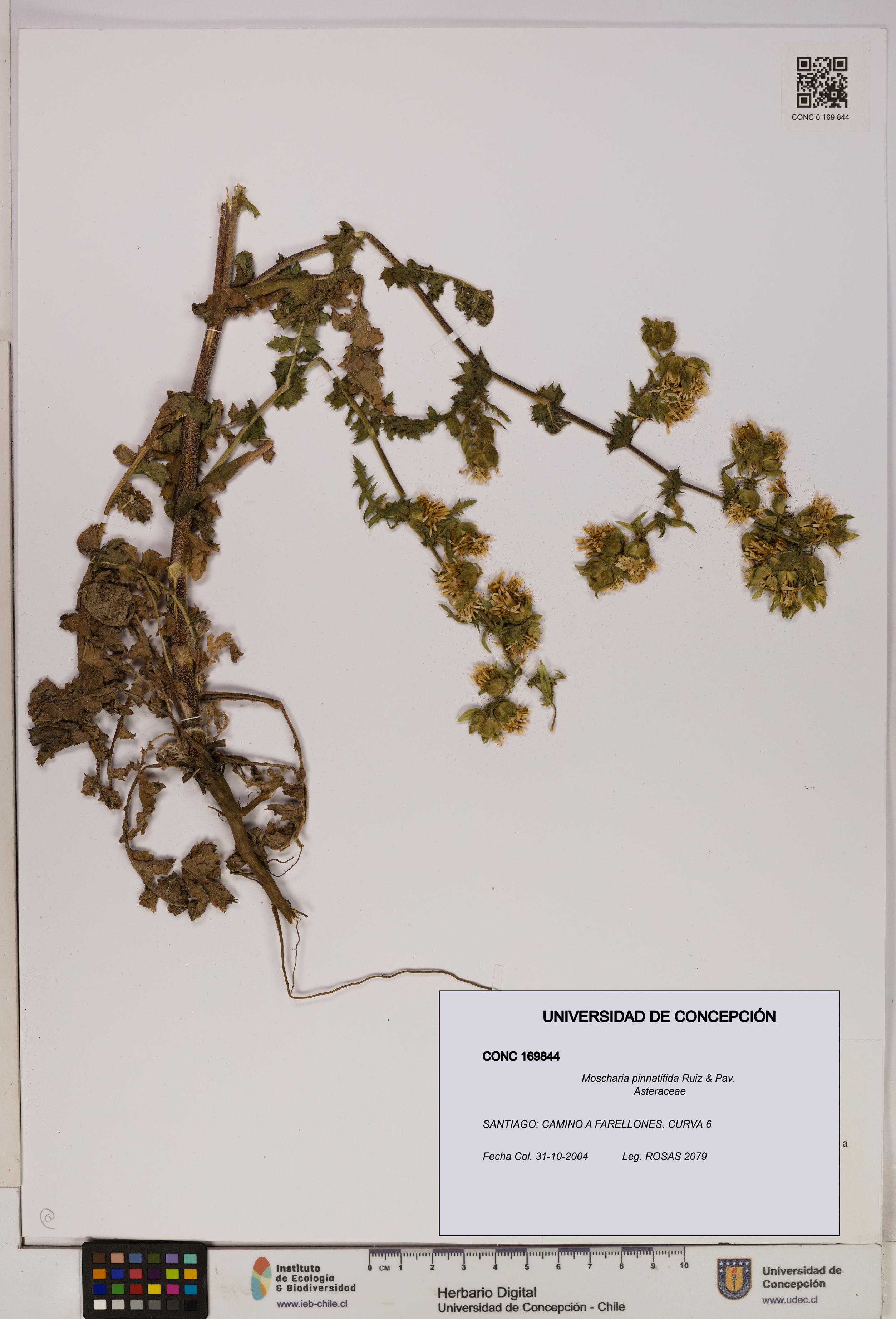 Moscharia pinnatifida [Espécimen: UDEC:CONC:0169844]