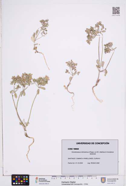 Homalocarpus dichotomus [Espécimen: ]