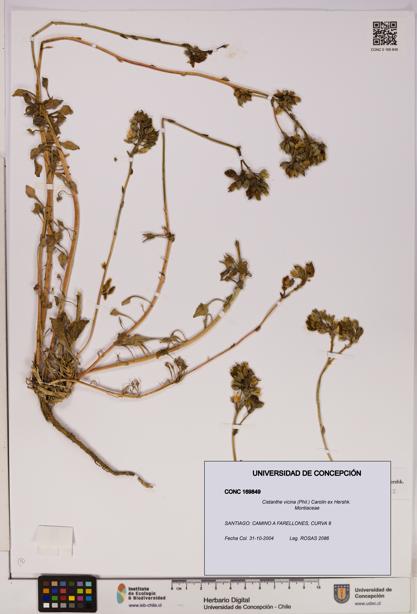 Cistanthe vicina [Espécimen: UDEC:CONC:0169849]