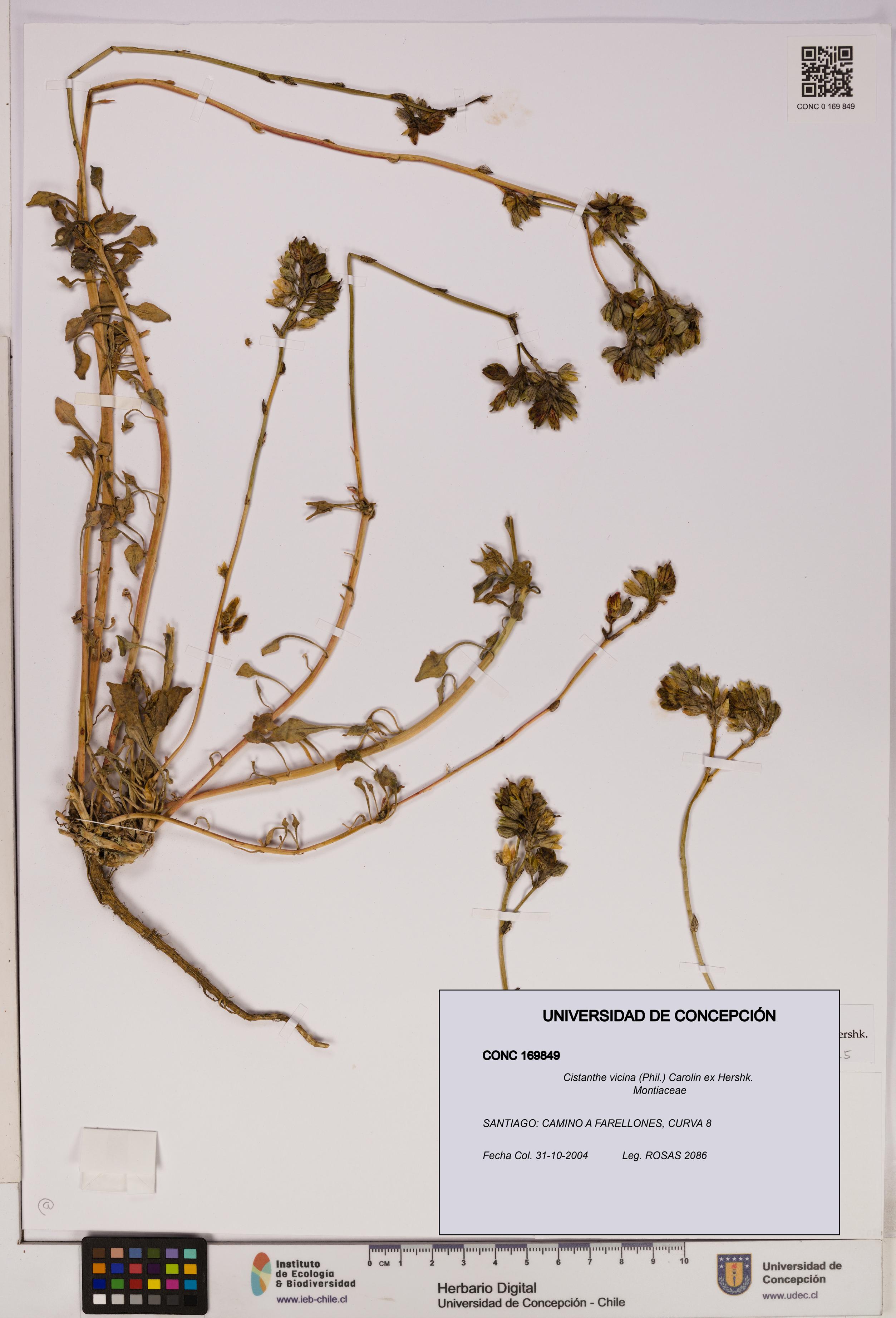 Cistanthe vicina [Espécimen: UDEC:CONC:0169849]