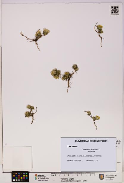 Chaetanthera multicaulis [Espécimen: UDEC:CONC:0169854]