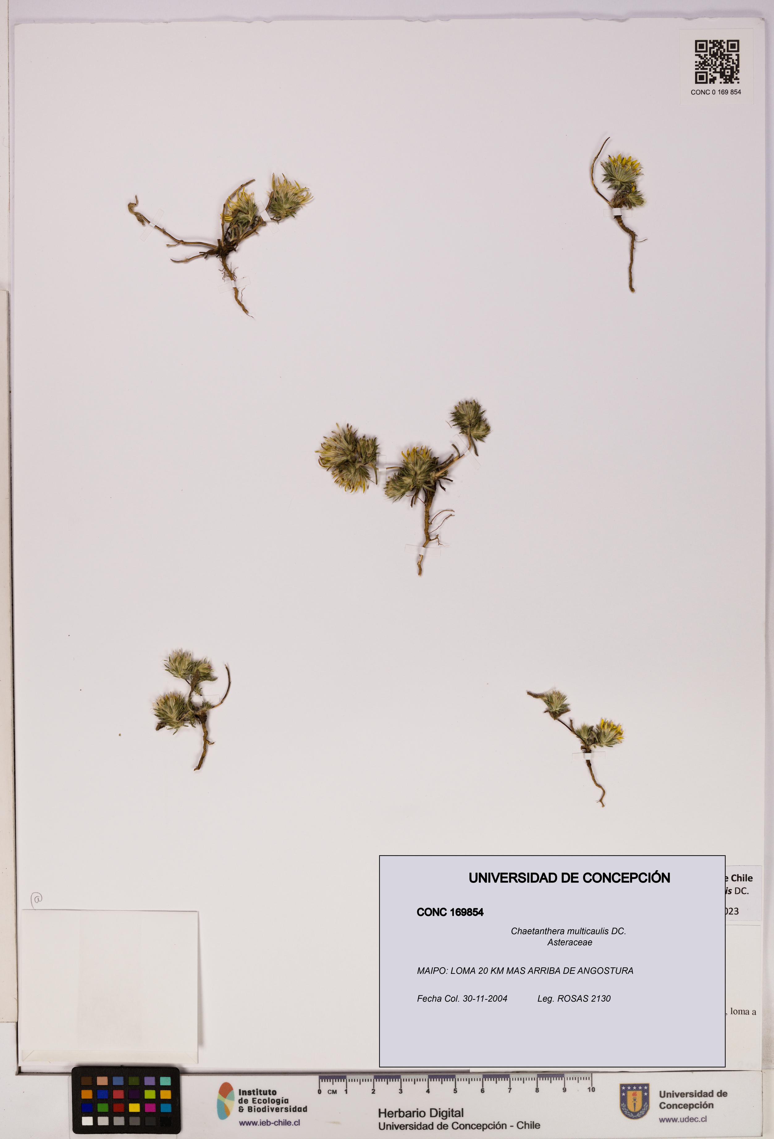 Chaetanthera multicaulis [Espécimen: UDEC:CONC:0169854]