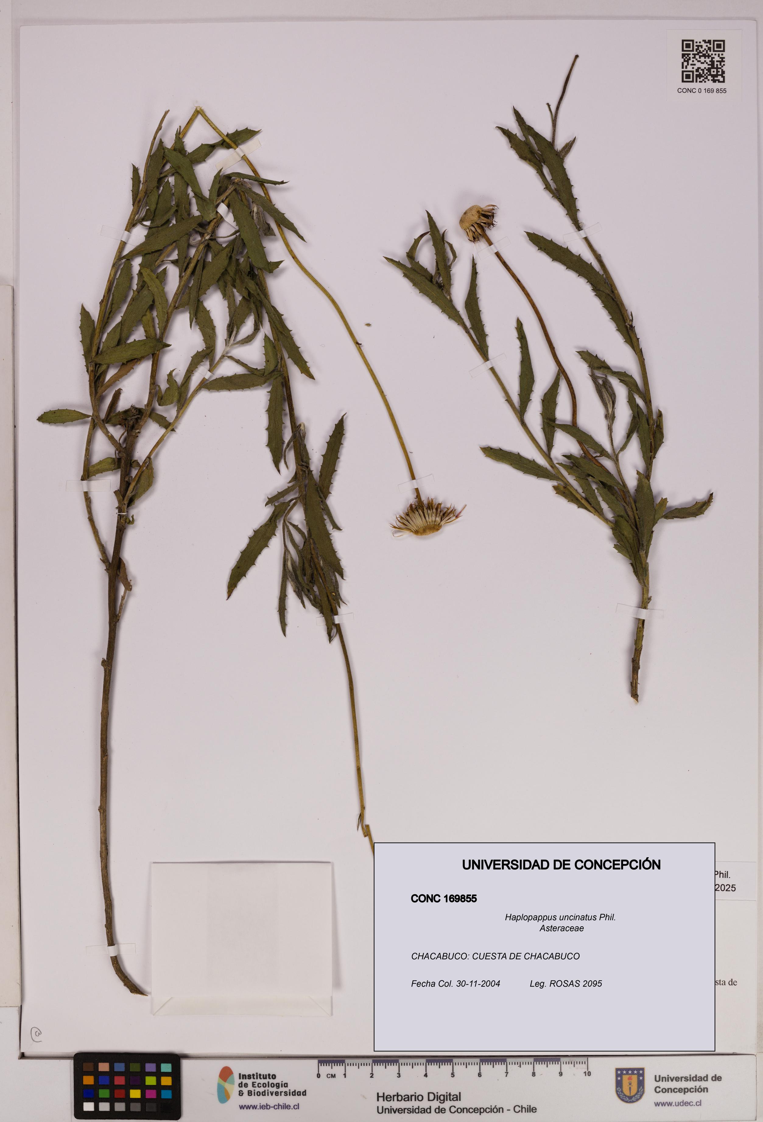 Haplopappus uncinatus [Espécimen: UDEC:CONC:0169855]