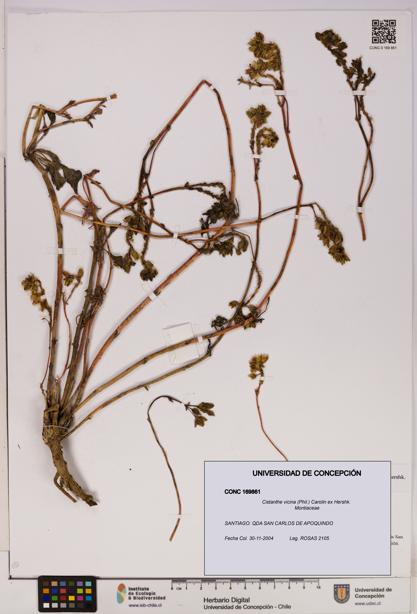 Cistanthe vicina [Espécimen: UDEC:CONC:0169861]