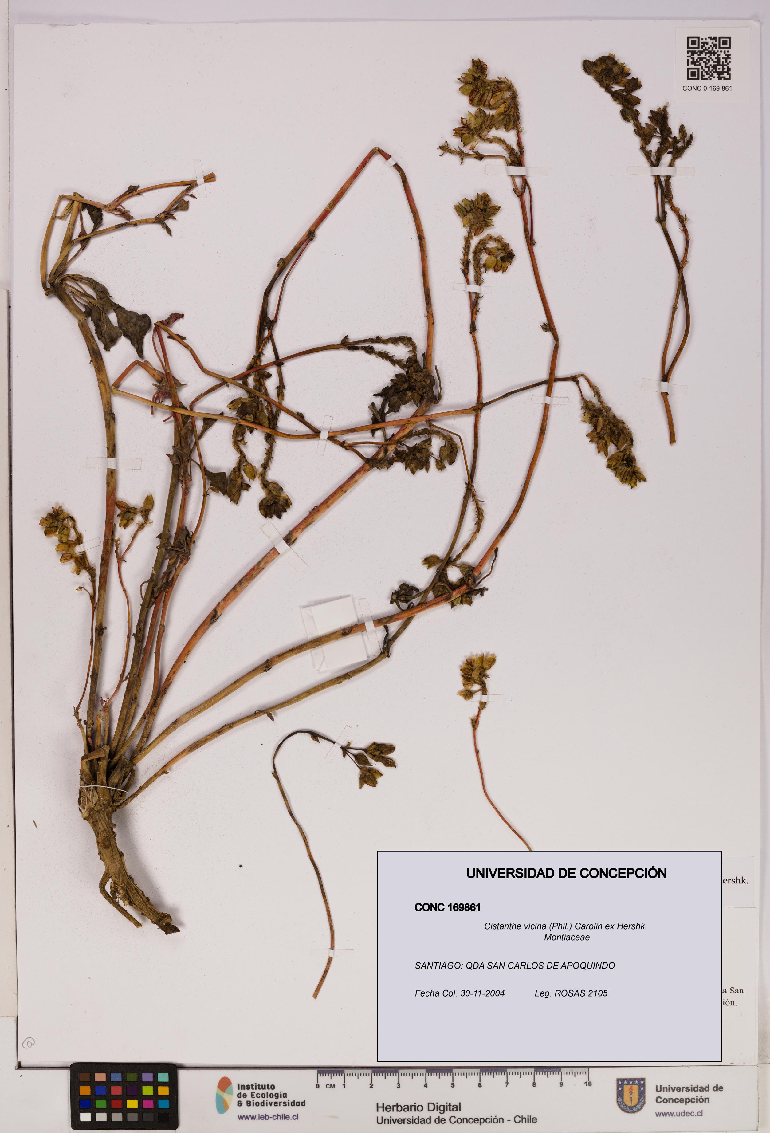 Cistanthe vicina [Espécimen: UDEC:CONC:0169861]