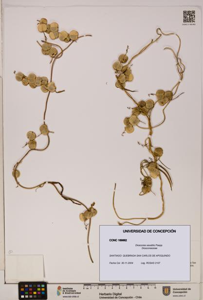 Dioscorea saxatilis [Espécimen: ]