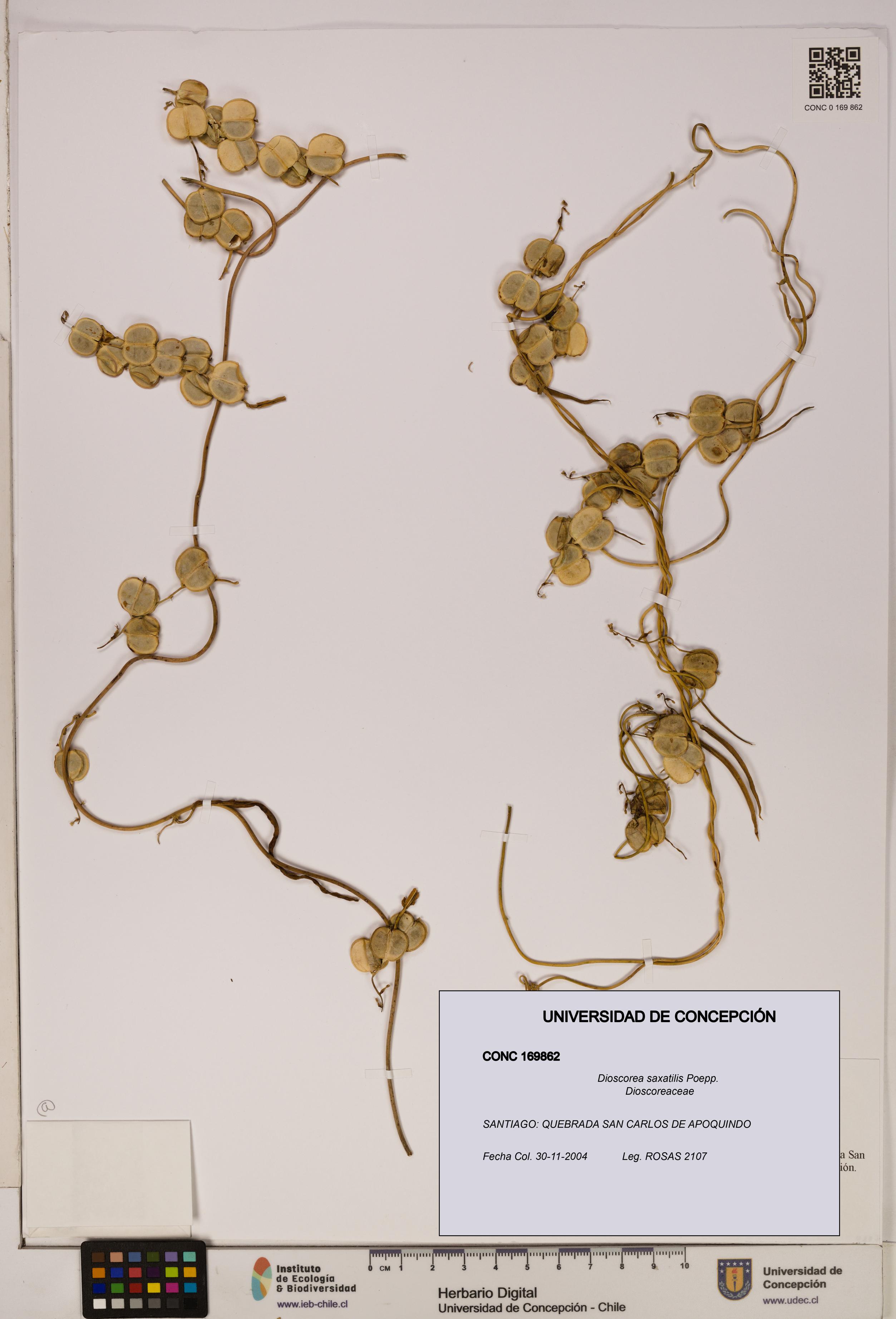 Dioscorea saxatilis [Espécimen: ]