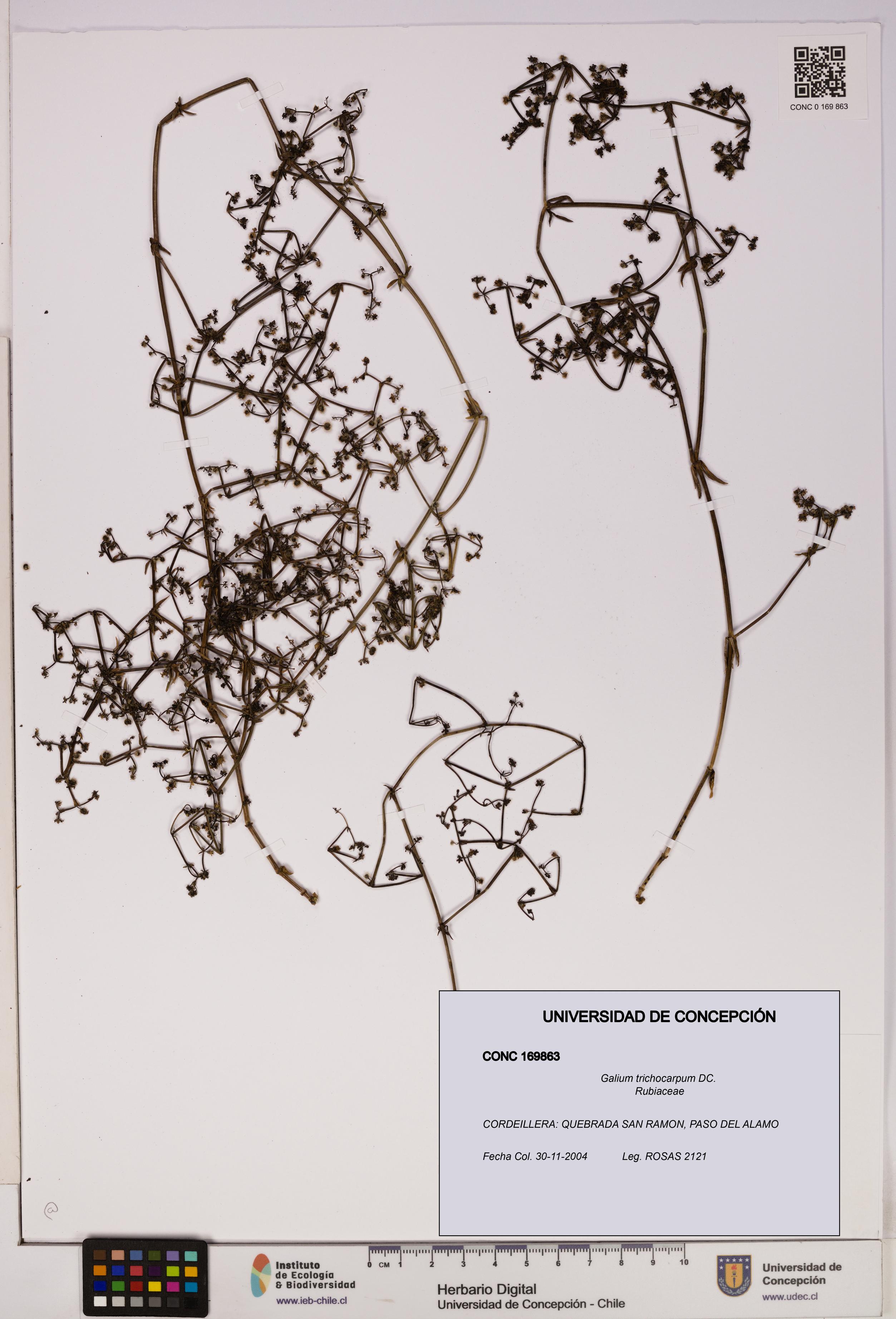 Galium trichocarpum [Espécimen: UDEC:CONC:0169863]