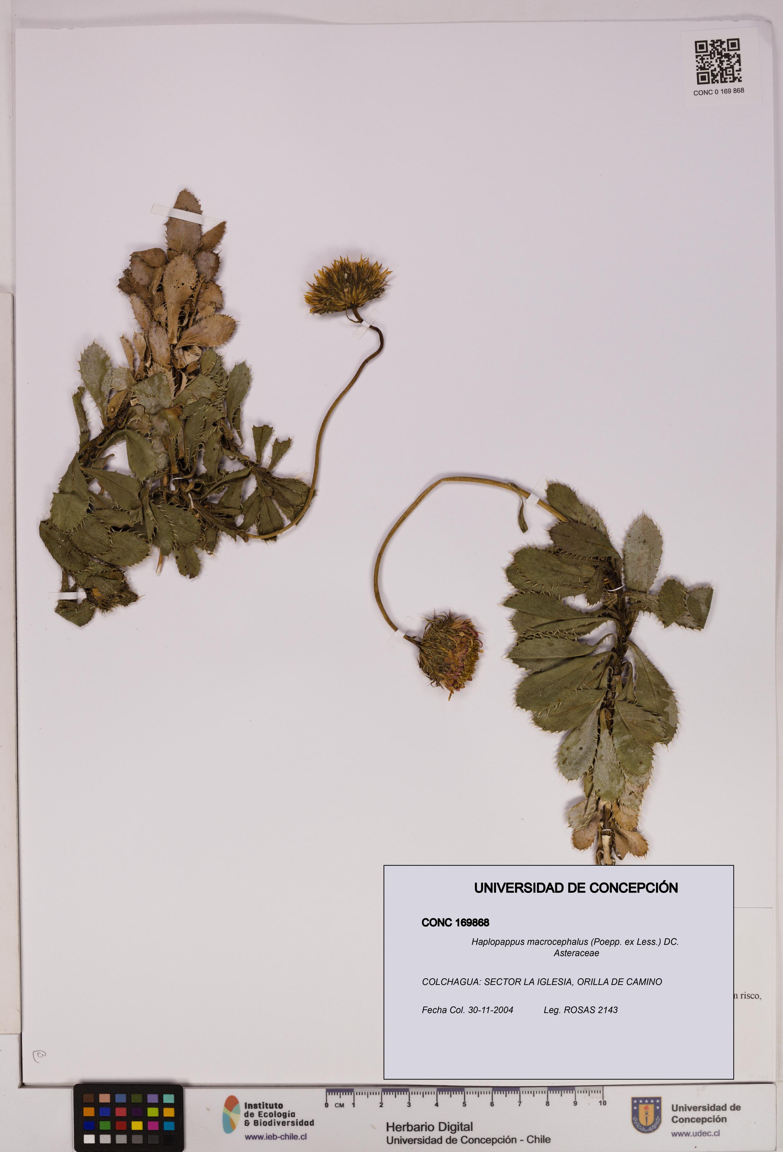 Haplopappus macrocephalus [Espécimen: UDEC:CONC:0169868]