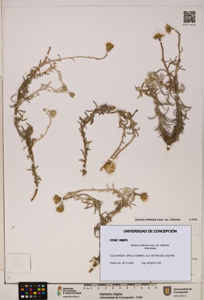Senecio chilensis var. chilensis [Espécimen: UDEC:CONC:0169870]