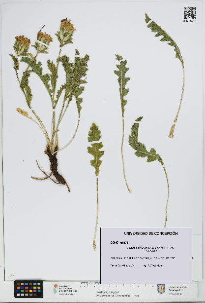 Perezia carthamoides [Espécimen: UDEC:CONC:0169875]