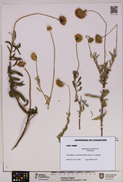 Haplopappus pulchellus [Espécimen: UDEC:CONC:0169880]