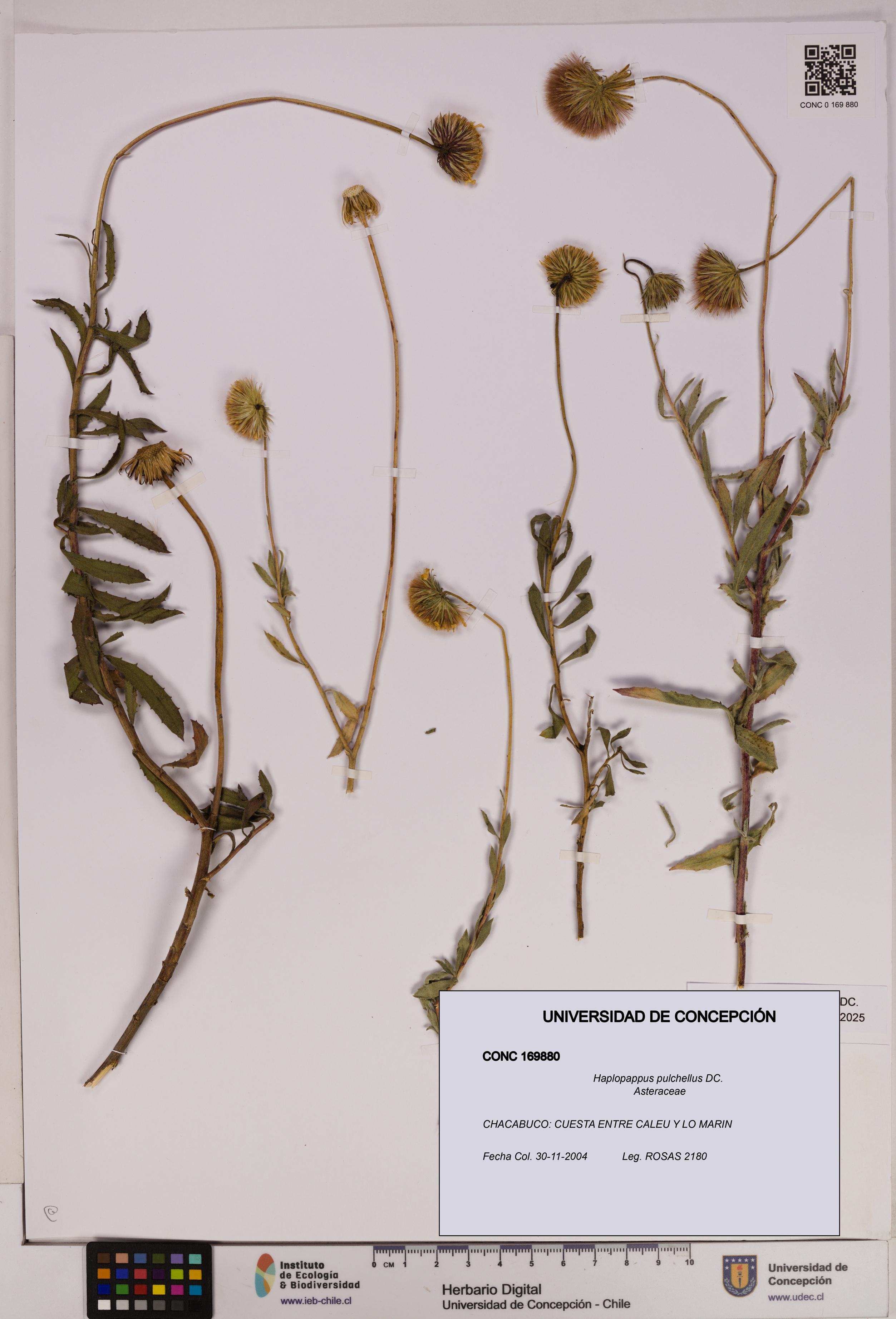 Haplopappus pulchellus [Espécimen: UDEC:CONC:0169880]