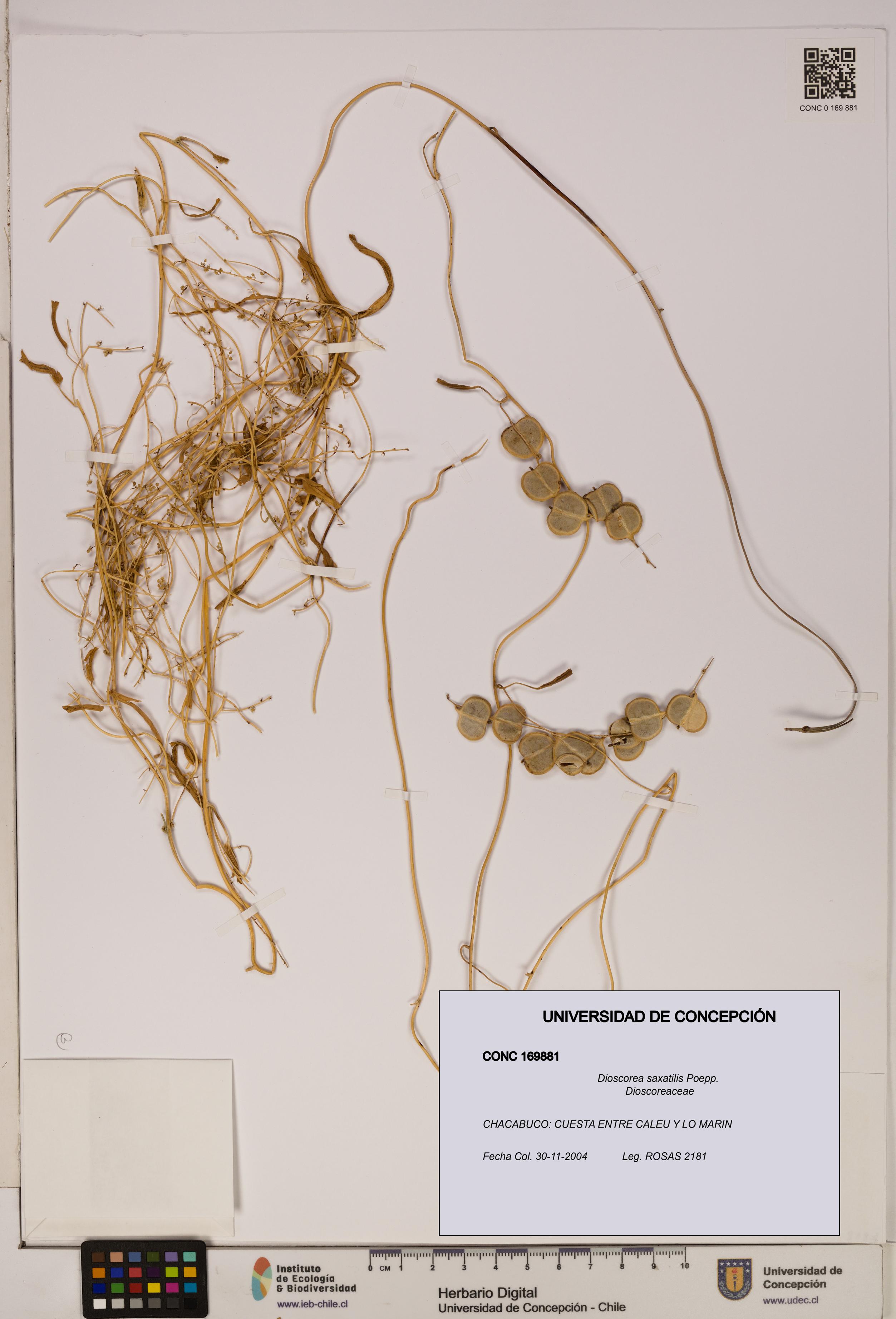 Dioscorea saxatilis [Espécimen: ]