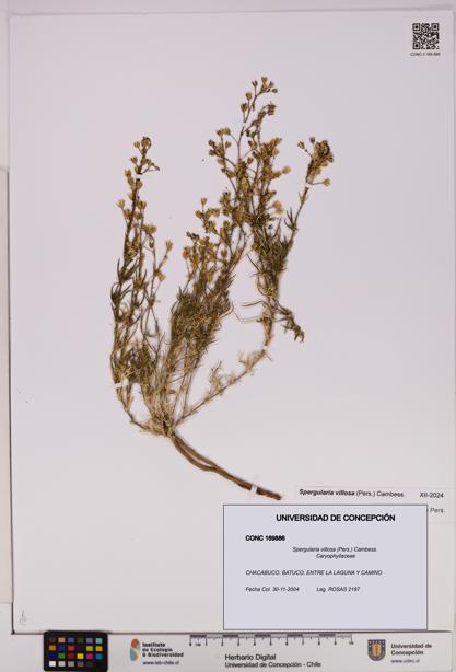 Spergularia villosa [Espécimen: UDEC:CONC:0169886]
