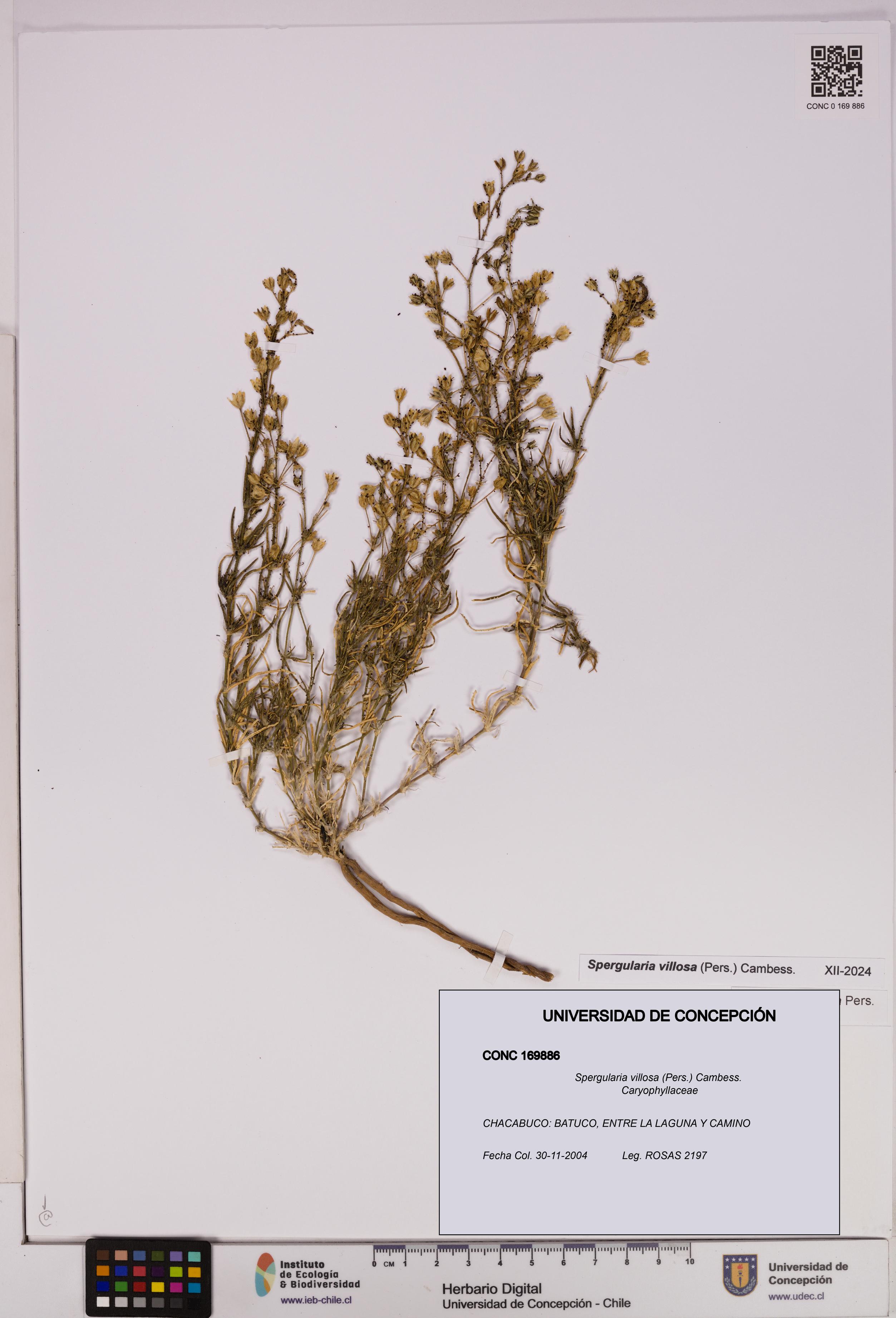 Spergularia villosa [Espécimen: UDEC:CONC:0169886]