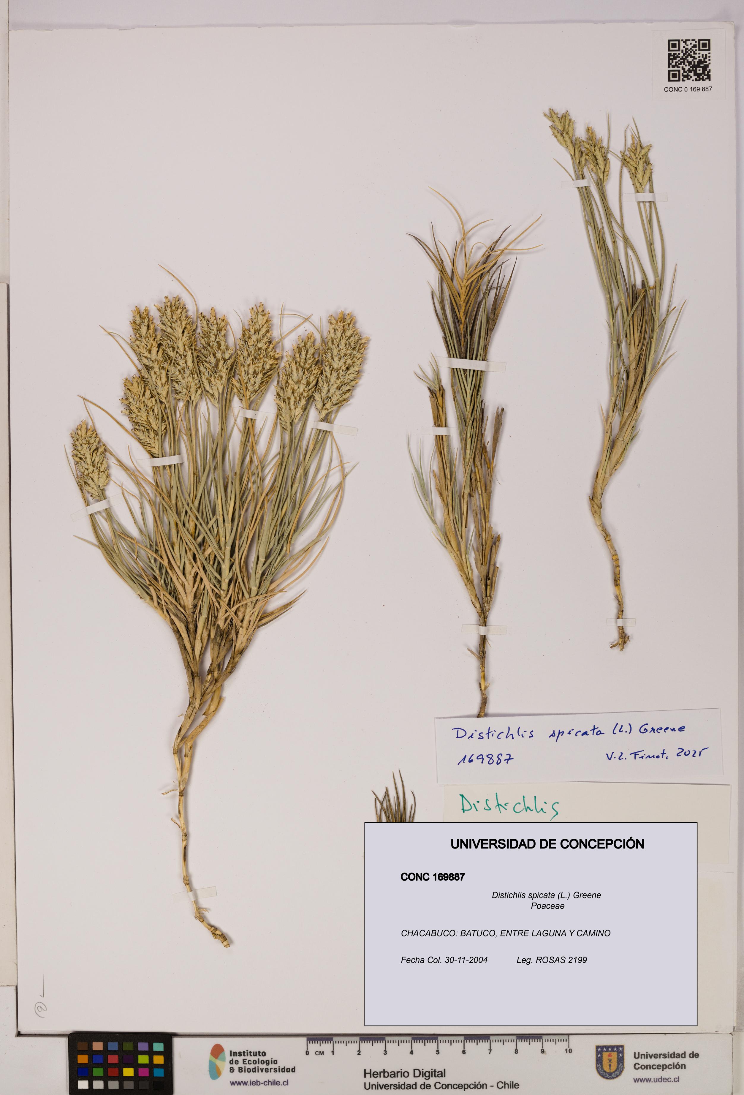 Distichlis spicata [Espécimen: UDEC:CONC:0169887]