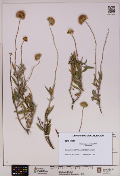 Haplopappus uncinatus [Espécimen: UDEC:CONC:0169891]