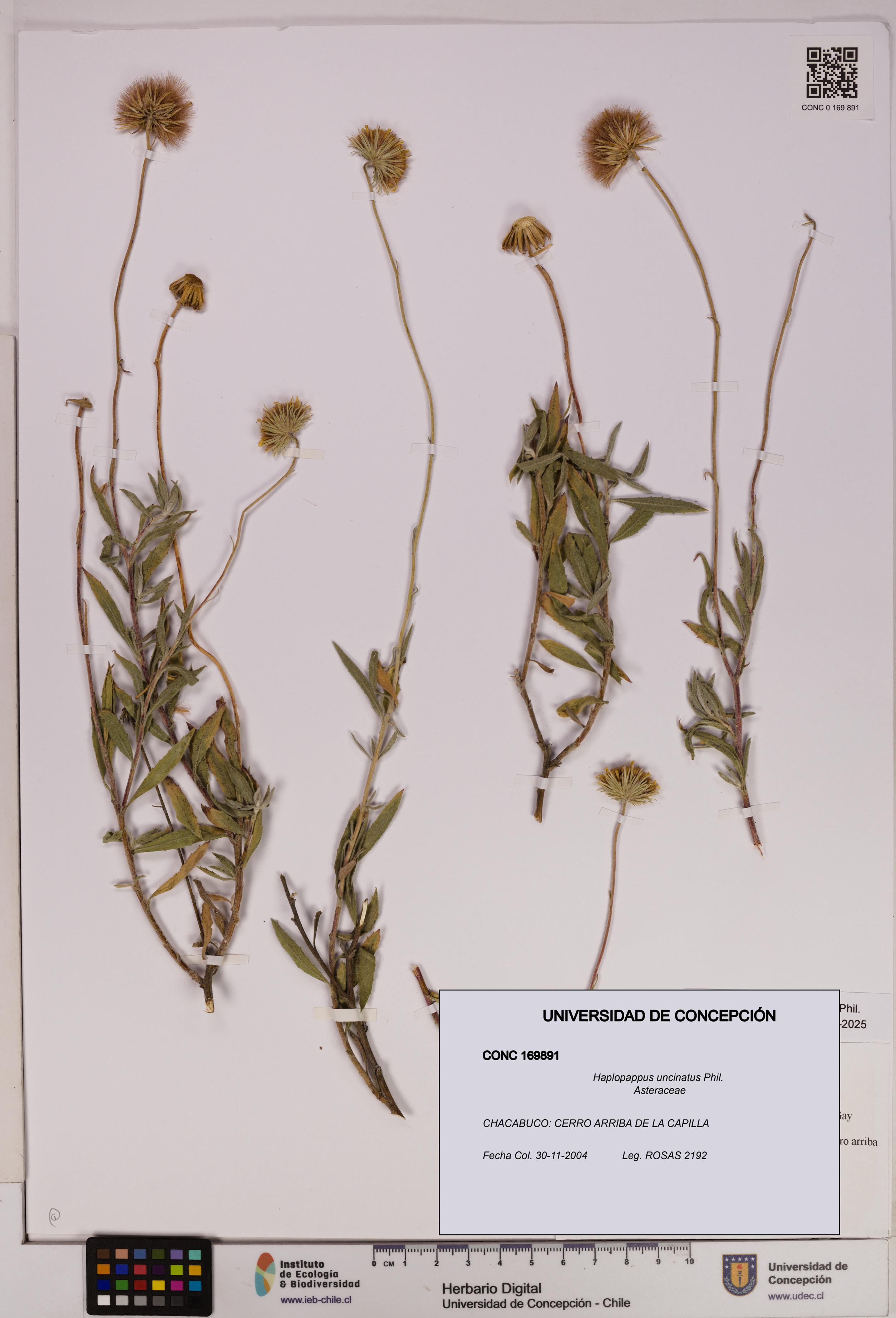 Haplopappus uncinatus [Espécimen: UDEC:CONC:0169891]