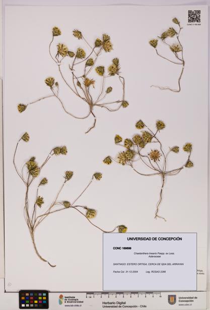 Chaetanthera linearis [Espécimen: UDEC:CONC:0169899]