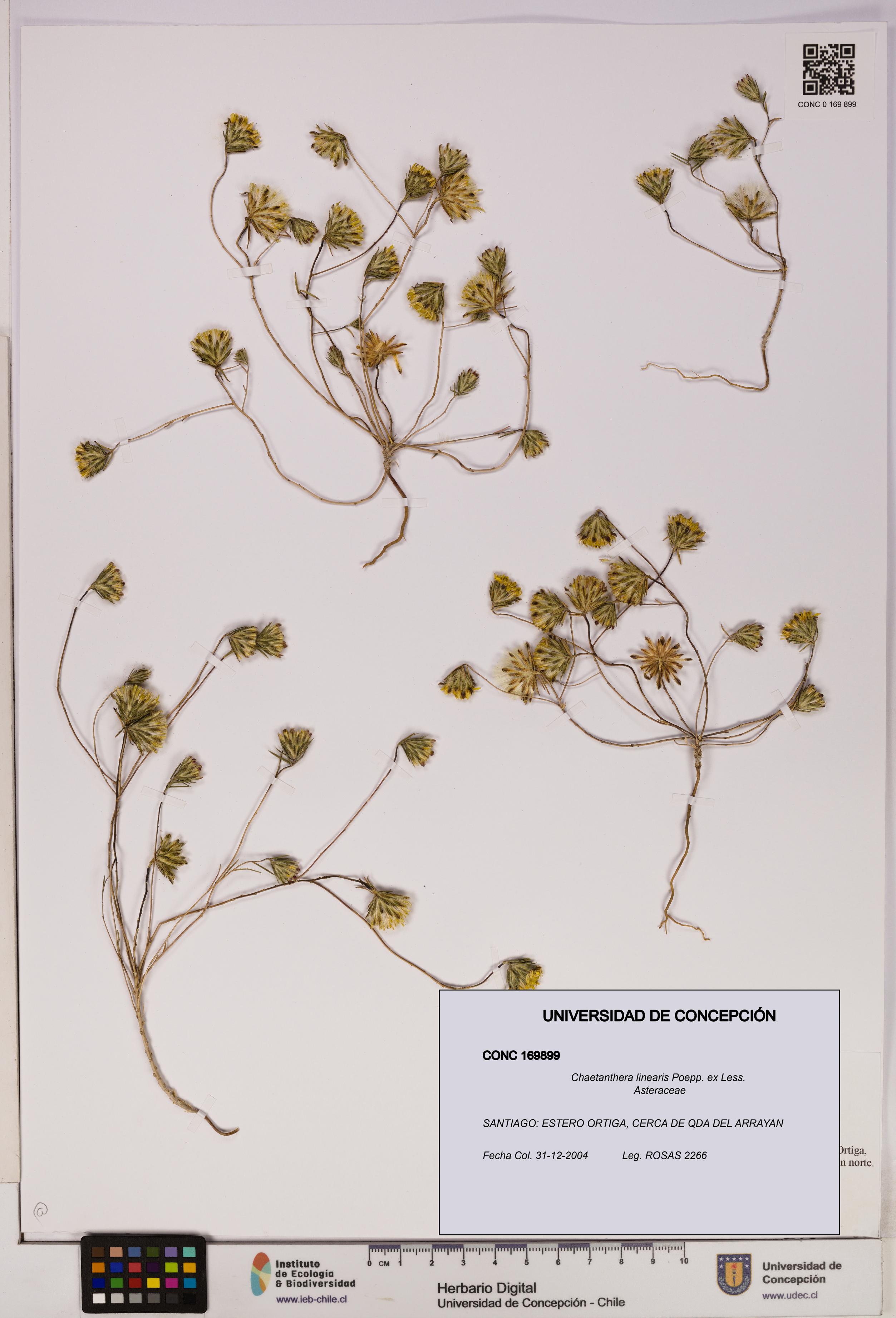 Chaetanthera linearis [Espécimen: UDEC:CONC:0169899]