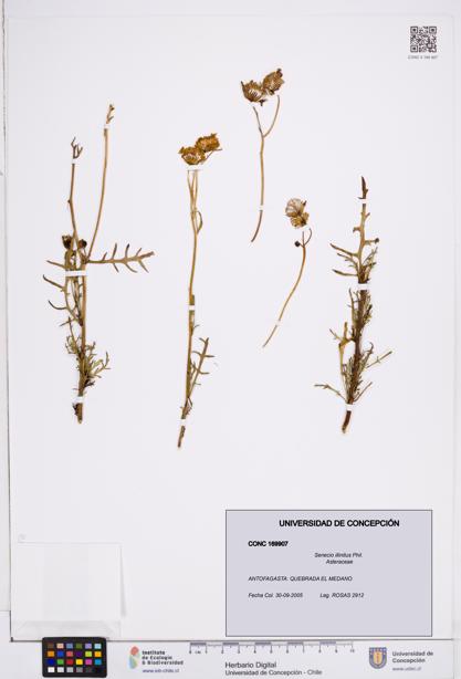 Senecio illinitus [Espécimen: ]
