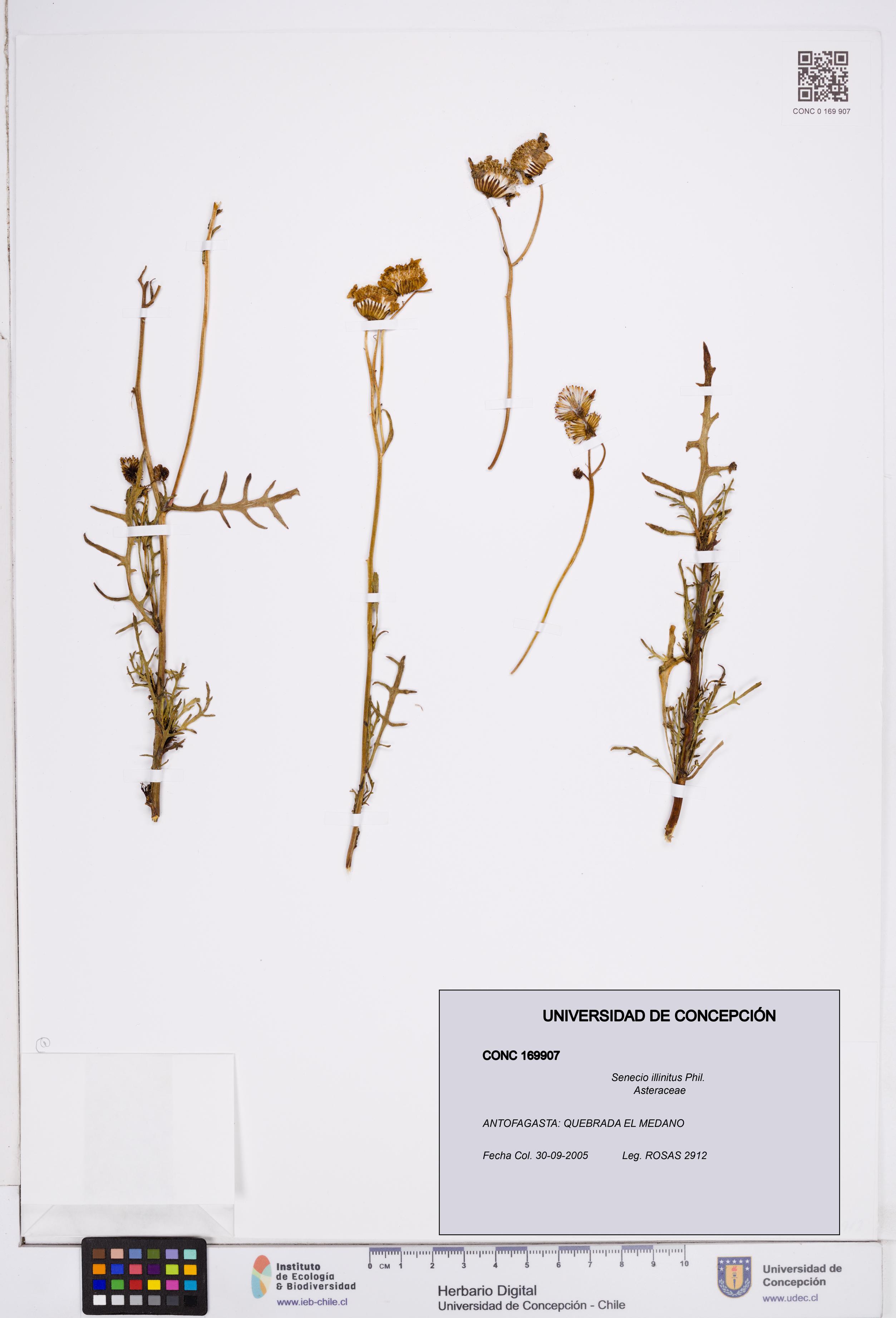 Senecio illinitus [Espécimen: ]