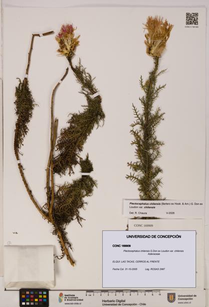 Plectocephalus chilensis [Espécimen: ]