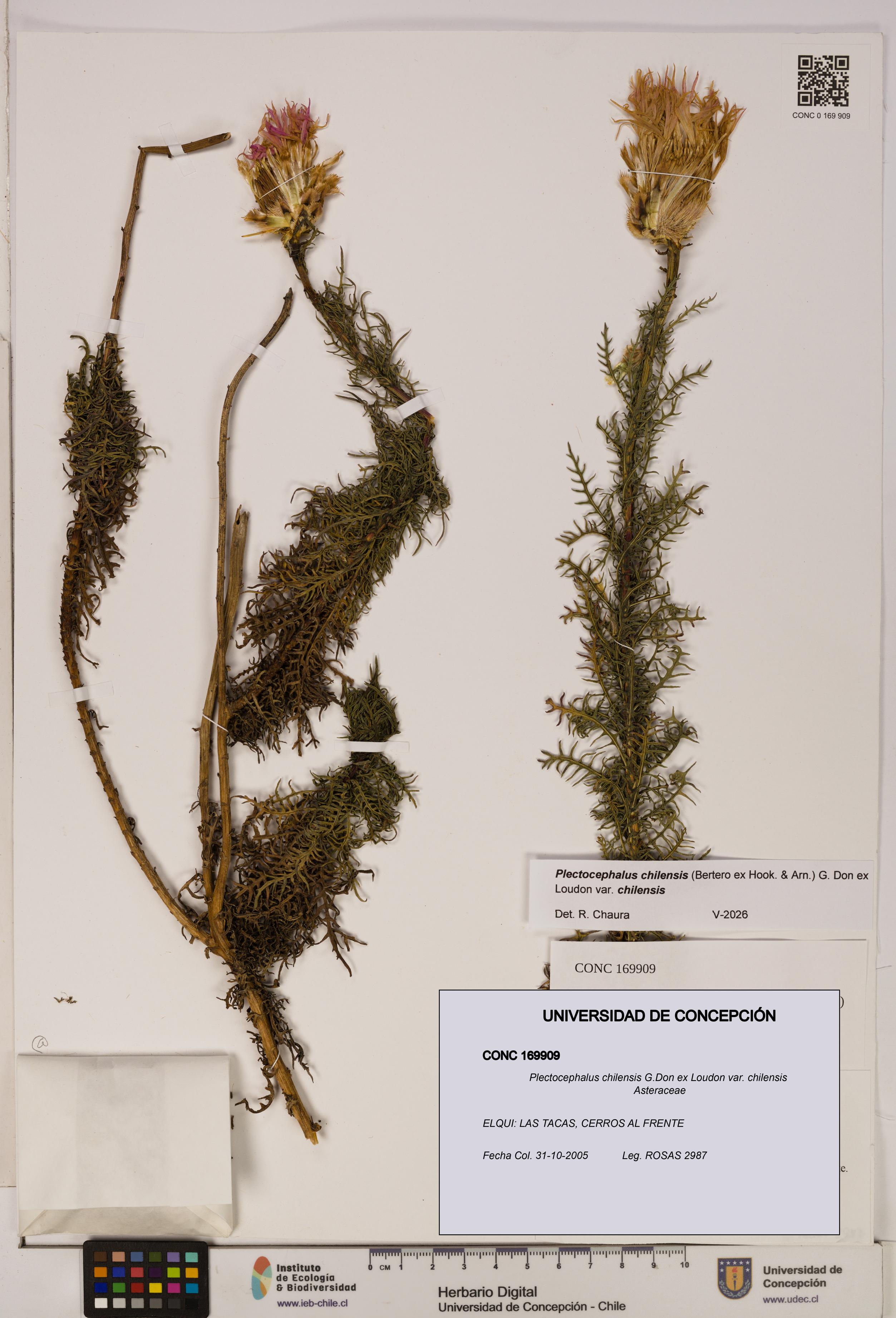 Plectocephalus chilensis [Espécimen: ]