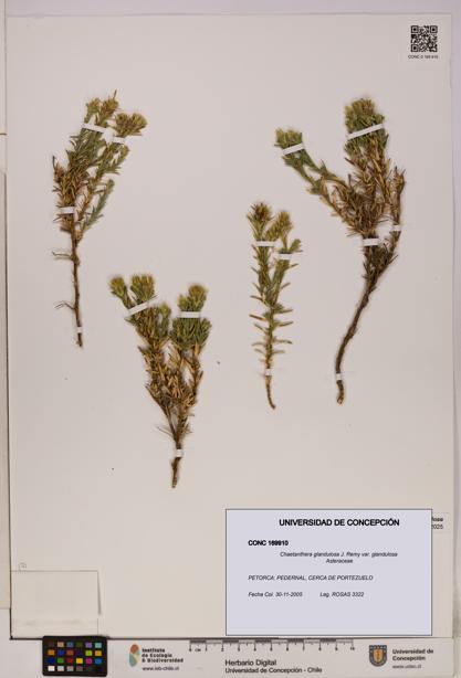 Chaetanthera glandulosa var. glandulosa [Espécimen: UDEC:CONC:0169910]