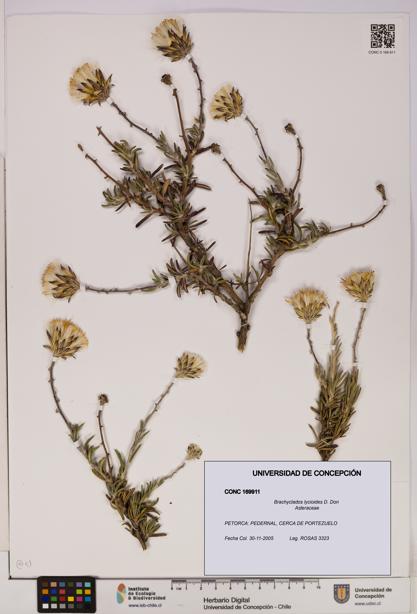 Brachyclados lycioides [Espécimen: ]