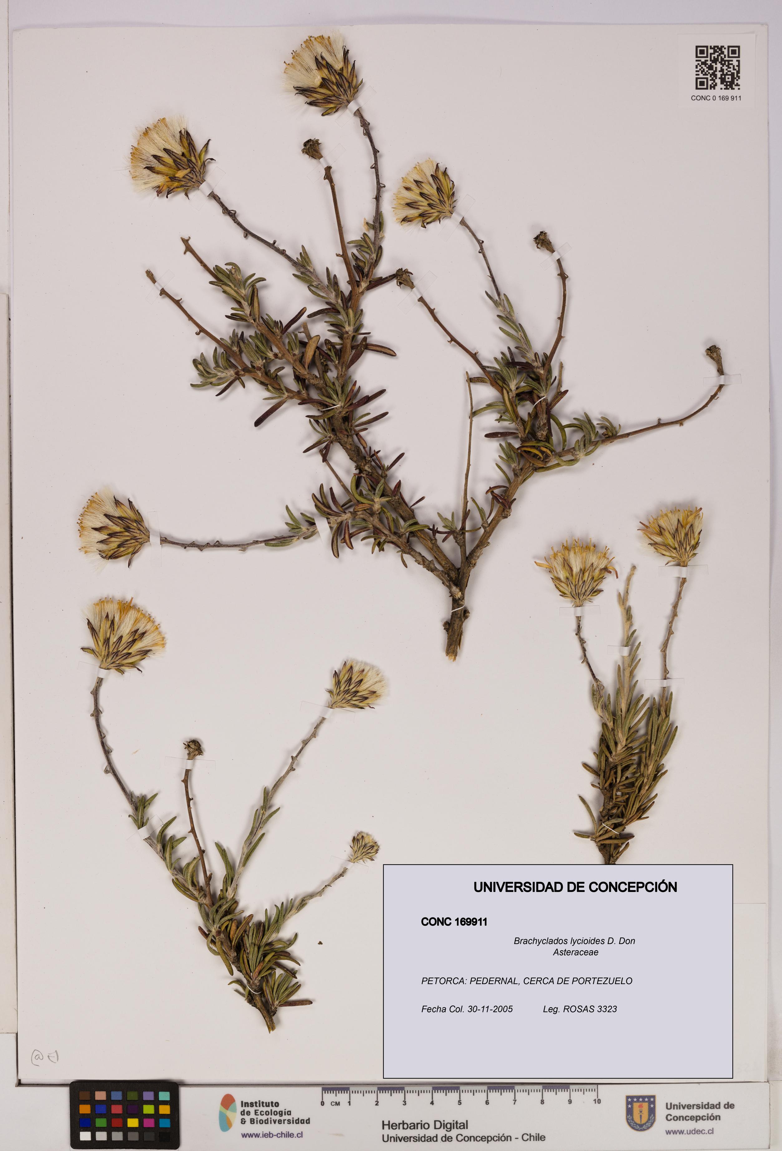 Brachyclados lycioides [Espécimen: ]