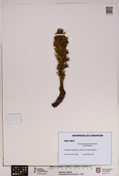 Orobanche chilensis [Espécimen: UDEC:CONC:0169912]