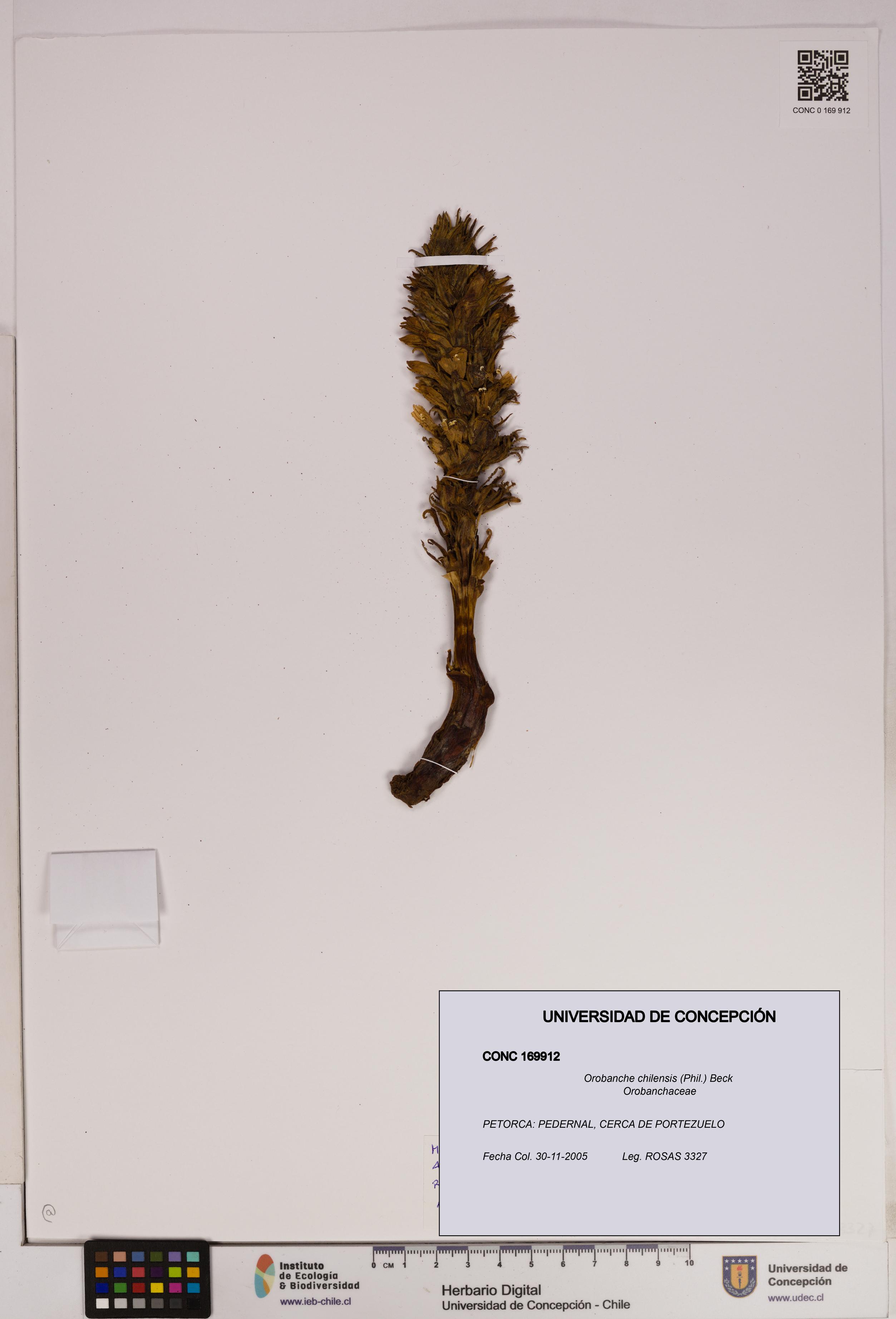Orobanche chilensis [Espécimen: UDEC:CONC:0169912]