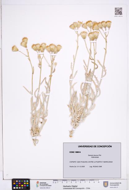 Senecio leucus [Espécimen: ]