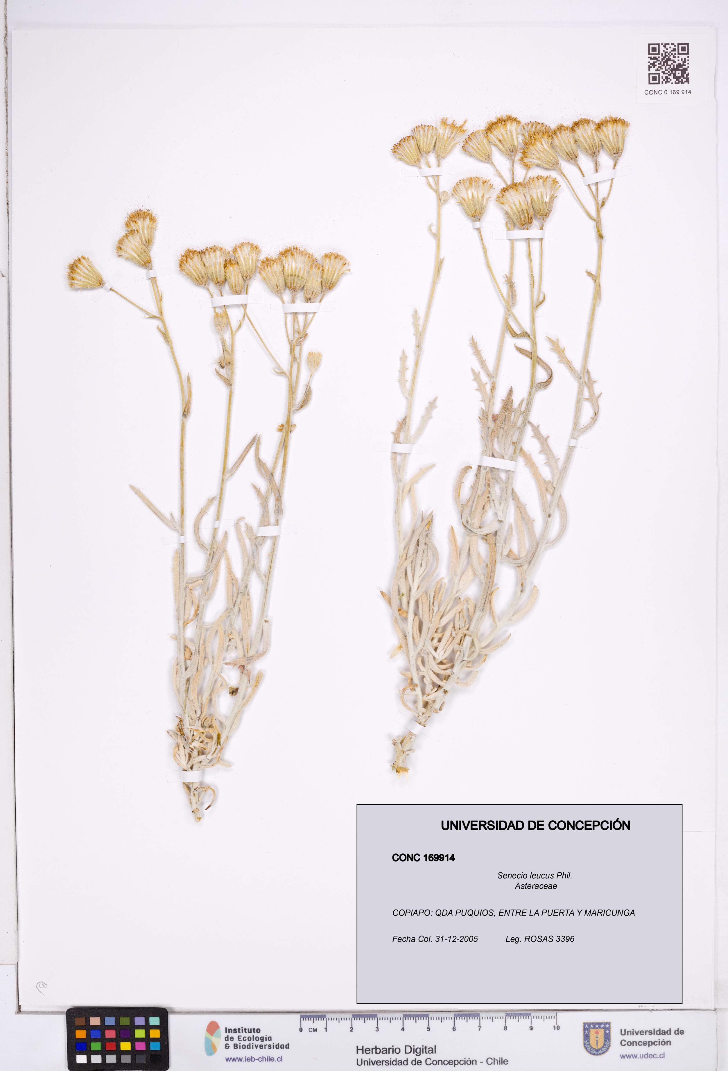 Senecio leucus [Espécimen: ]