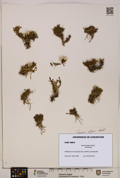 Senecio algens [Espécimen: UDEC:CONC:0169915]