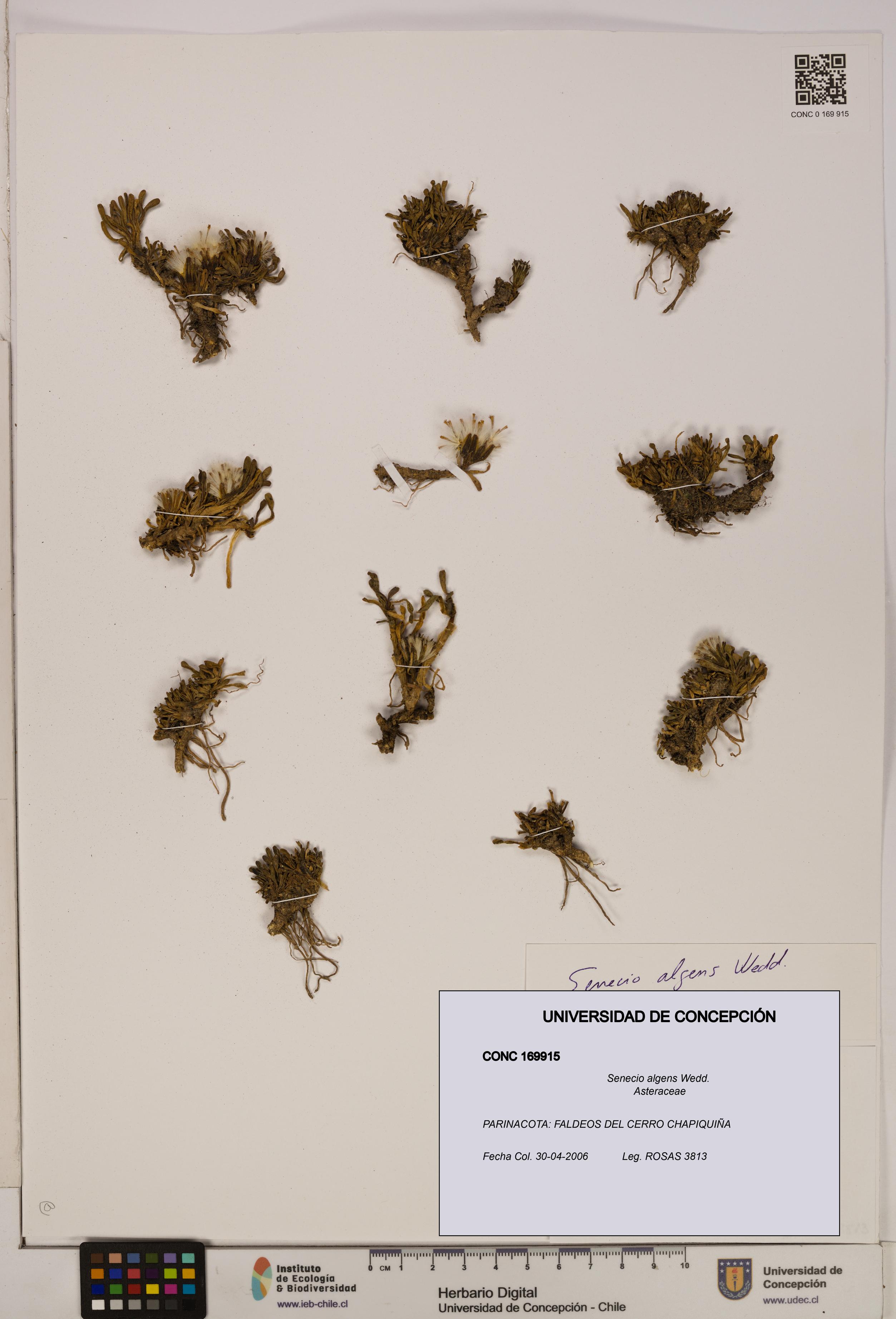 Senecio algens [Espécimen: UDEC:CONC:0169915]